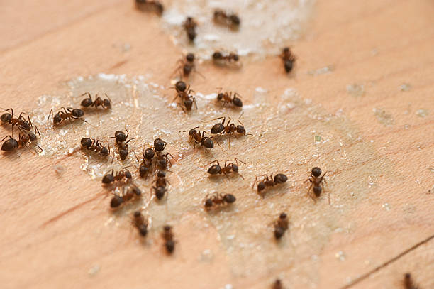 Best Wasp Removal Services  in Pottsboro, TX